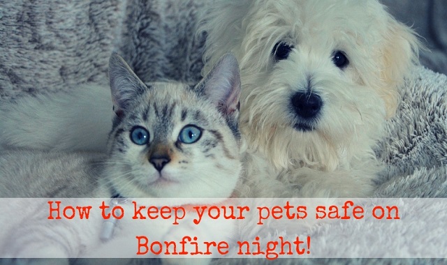 How To Keep Your Pets Safe On Bonfire Night!